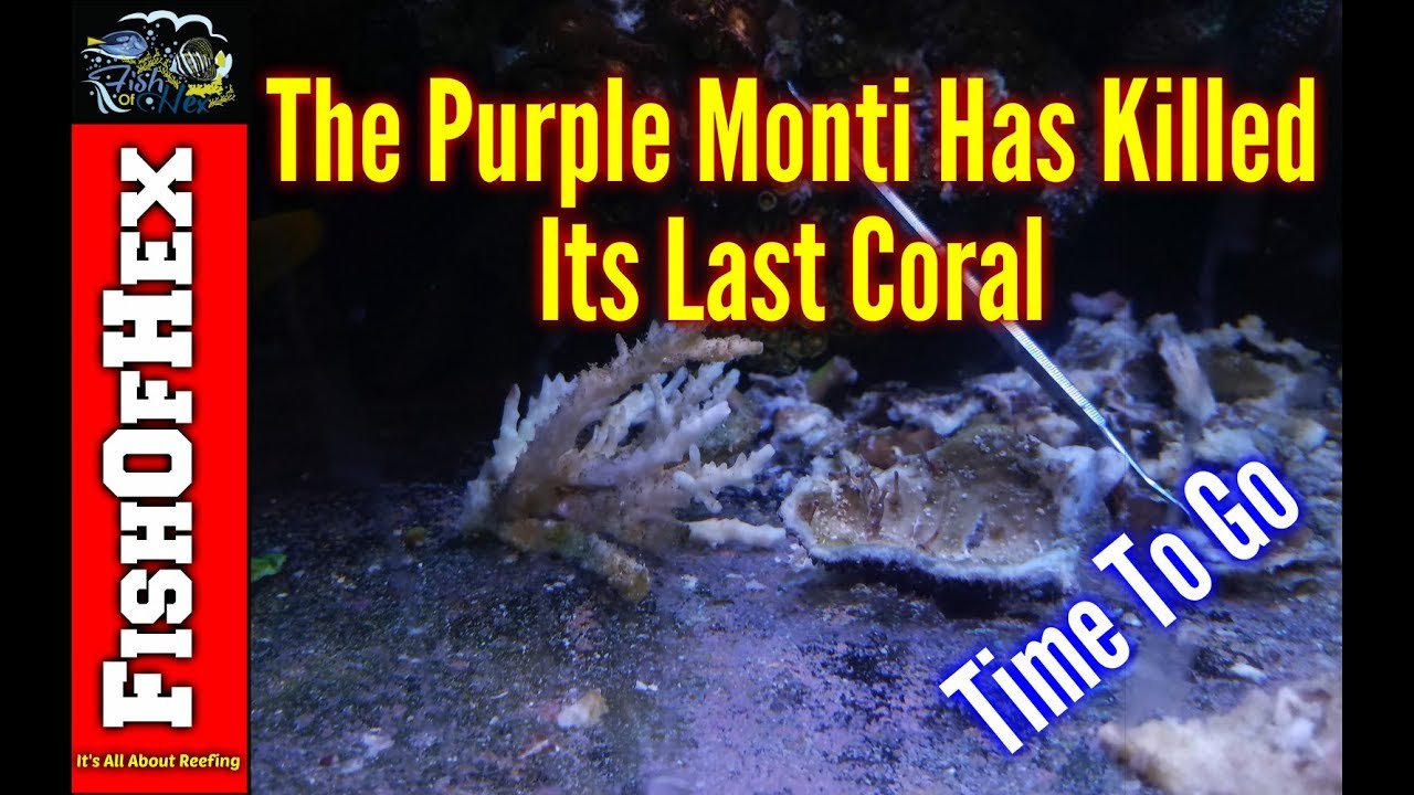The Purple Montipora Has Killed Its Last Coral | 100% Removal And Rebuild
