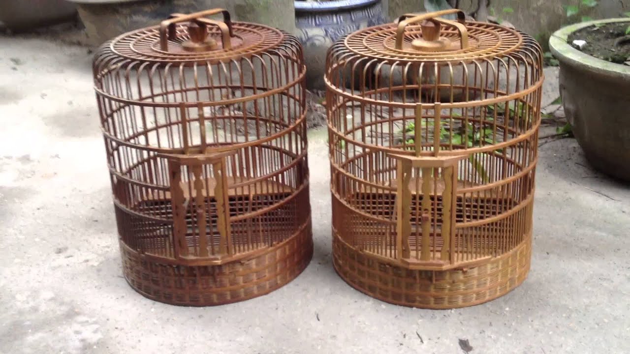 l&ocirc;ng chim họa mi thổ cao bằng ( 0944114410 chimcanhdatviet H&agrave; Nội) c&oacute; ship