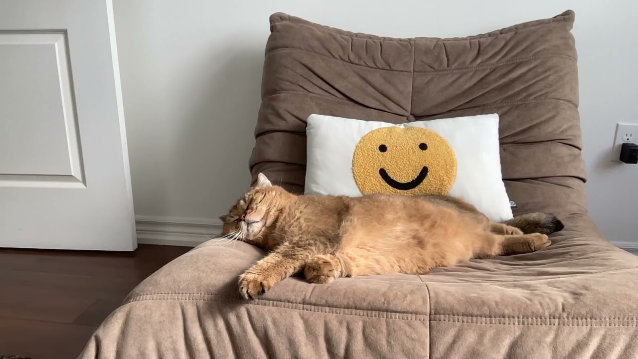 CatCam: Wendédé and Timbo 001