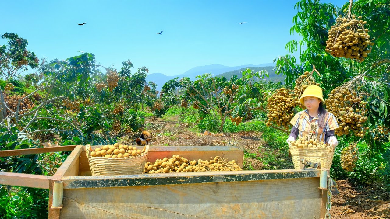 Harvest A Cart Of Longan To Sell At The Market – Farm Life: Cook, Garden, Raise Livestock