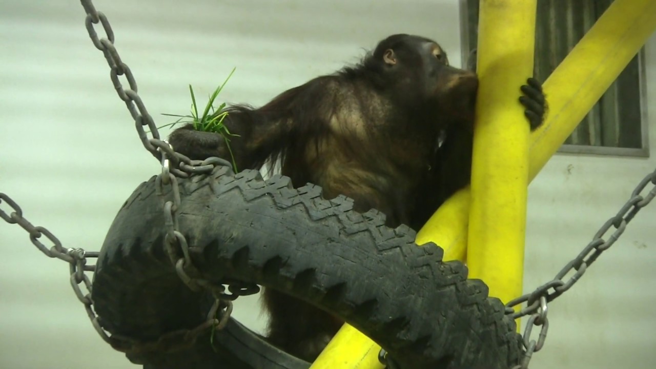 ハヤトくん（ボルネオオランウータン）の身体能力が凄すぎる！！　とべ動物園にて。