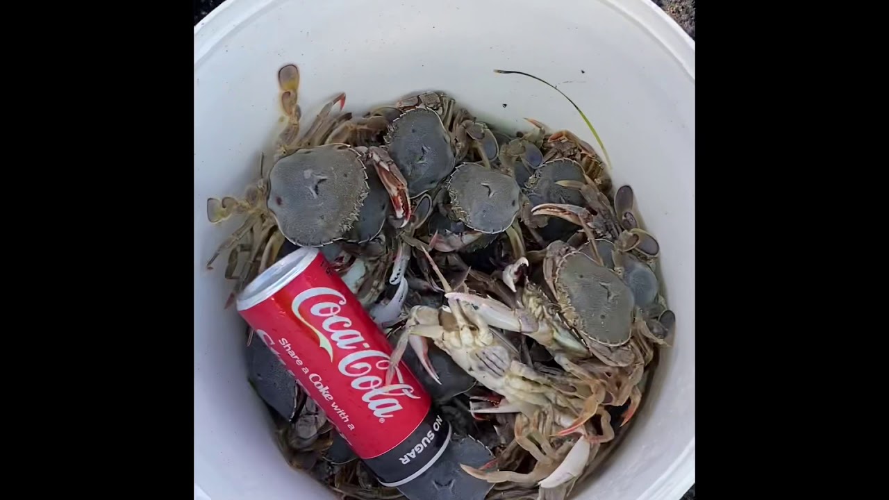 paddle crab, catch and cook