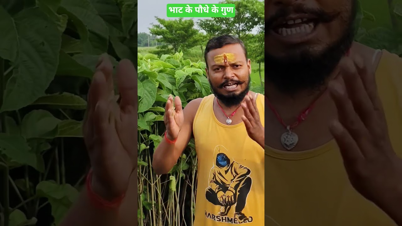 भाट औषधीय पौधा#plants #health #viralvideo #trending #youtubeshorts