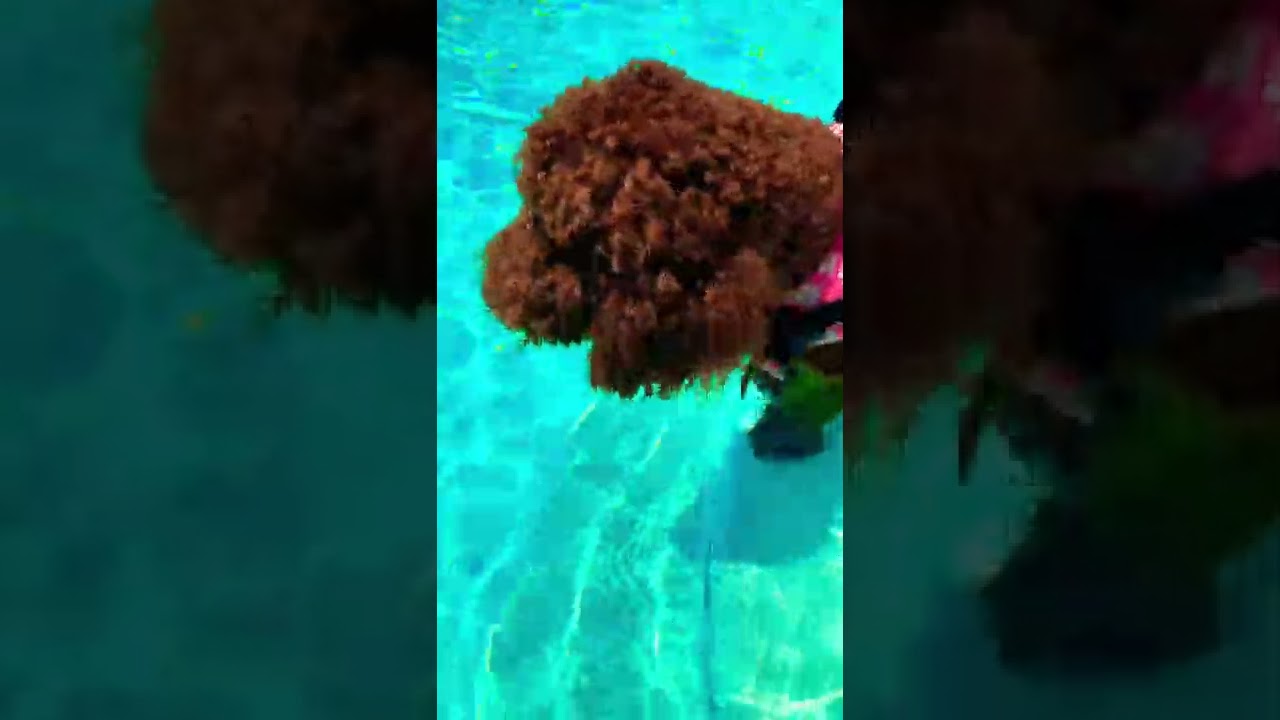 Is This Water Sanitary? #goldendoodle #pool #water #sanitary #cute #swimming #swim