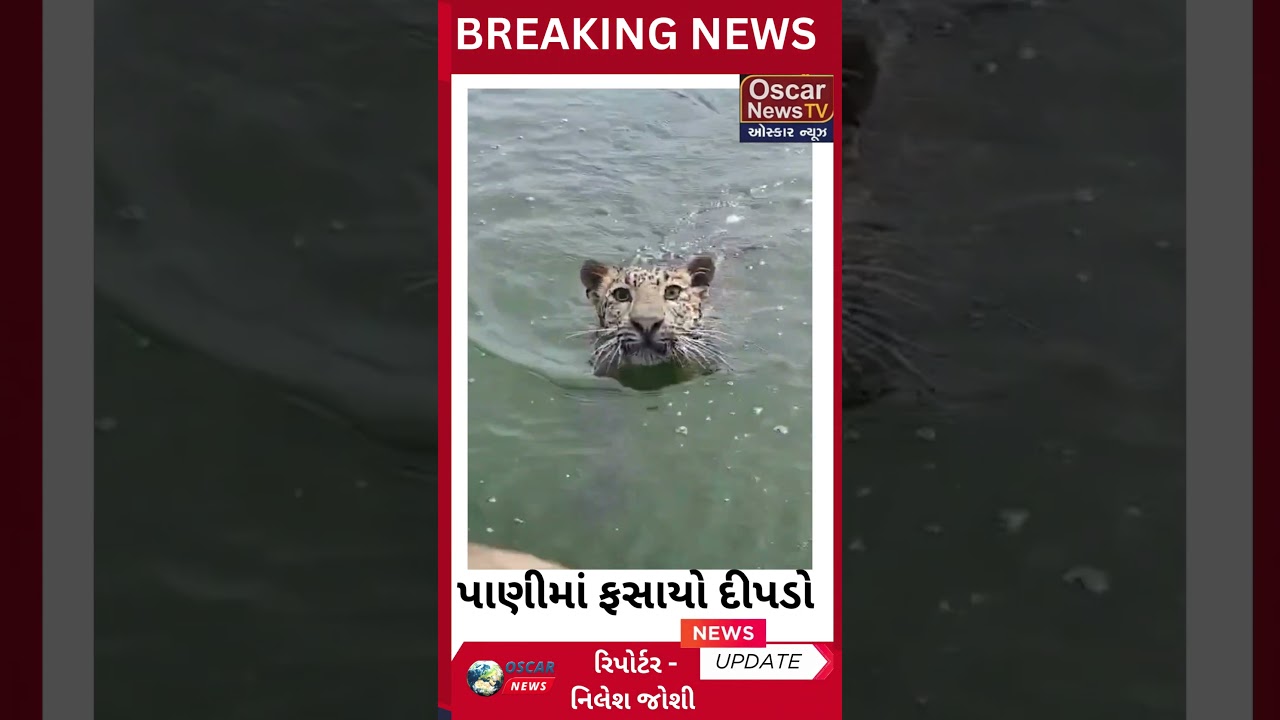 Leopard trapped in Dharoi Dam! Rescued by boat
