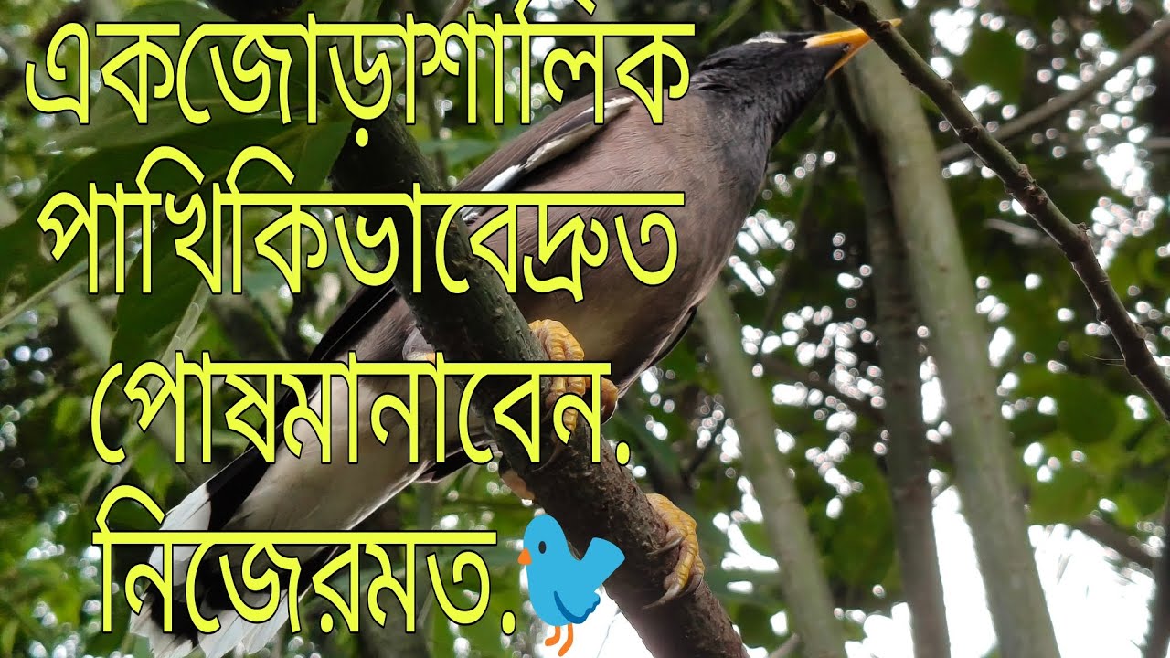 এক জোড়া শালিক পাখি কিভাবে দ্রুত পোষ🦜 মানাবেন. নিজের মত🐦. #viogs 