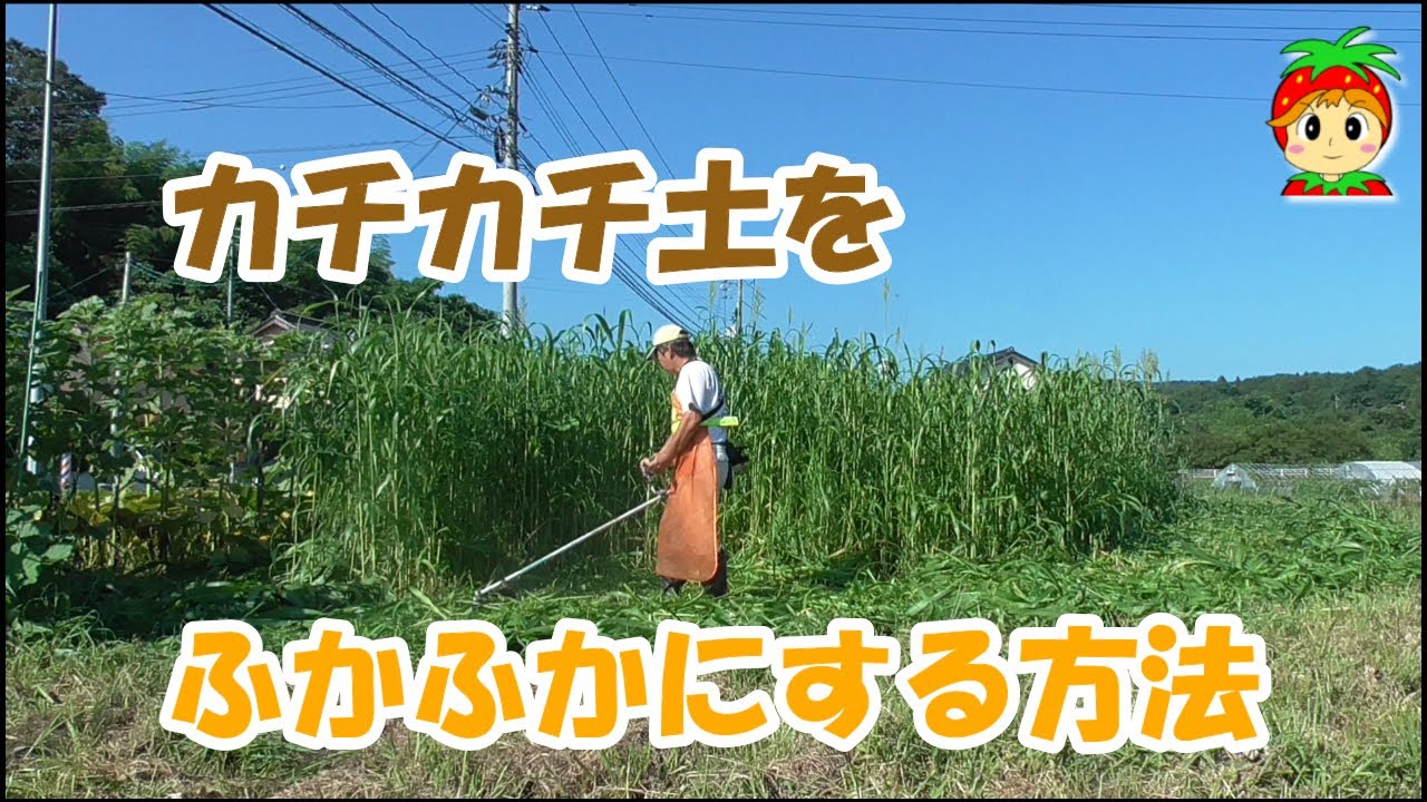 カチカチの土をふかふかにする方法【緑肥ソルゴーで土壌改良】