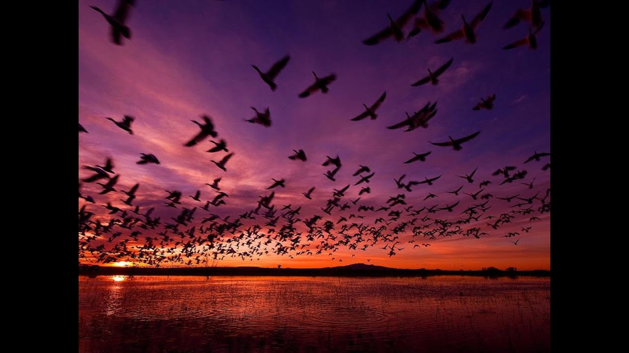 Birdapalooza at the Bosque del Apache