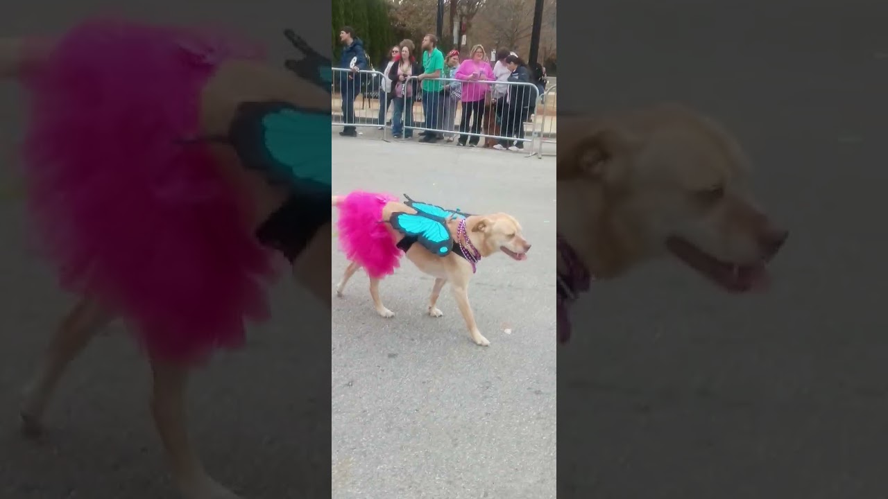 Dog parade of Decatur 