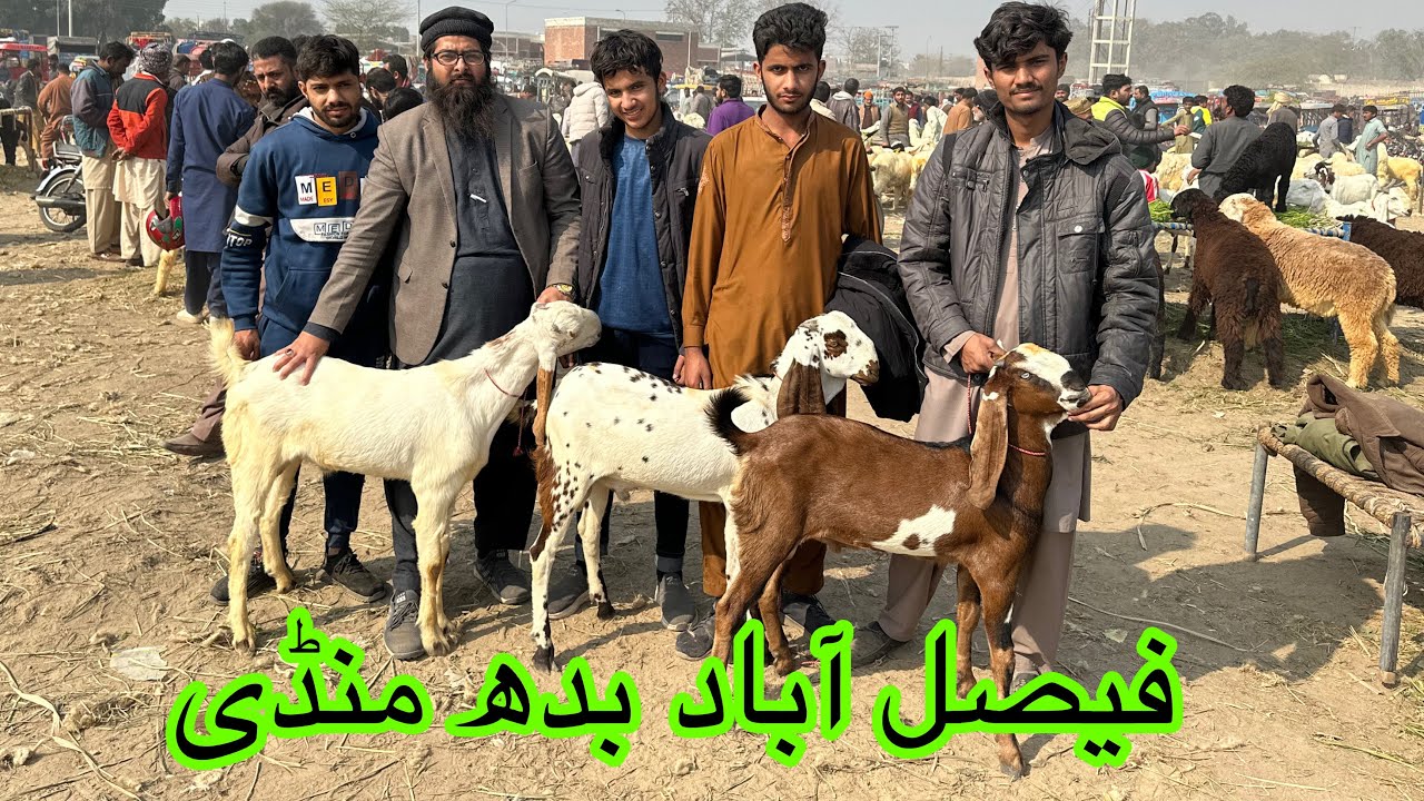 Faisalabad Bakra Mandi new updates || Haji goat farm || Qurbani 2025