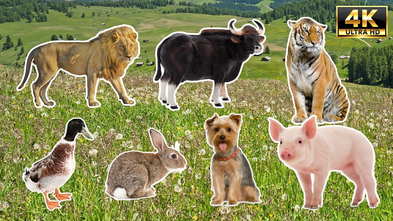 100 Real Animal Sounds & Names in Ultra HD 4K | Wildlife Video