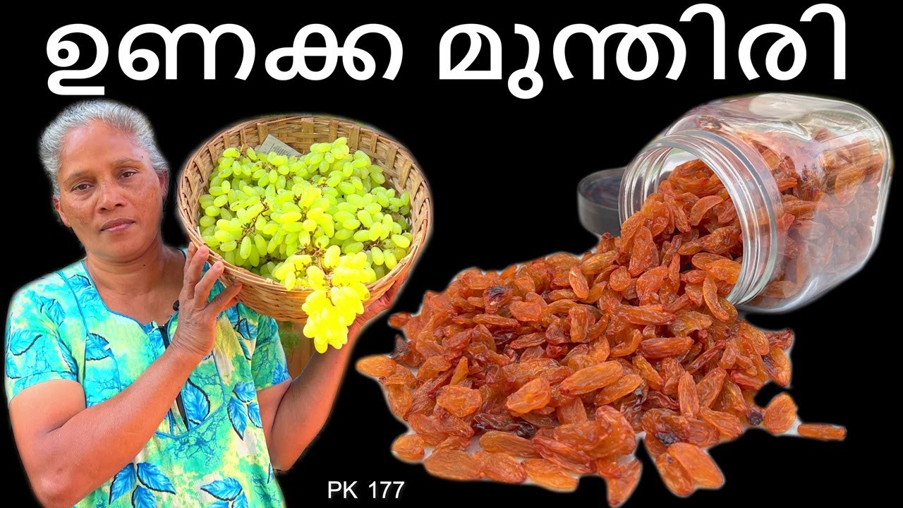 ഉണക്ക മുന്തിരി ലാഭകരമായി വീട്ടിൽ ഉണ്ടാക്കാം | How to make  Dry Grape in Home | Raisins made Easily |