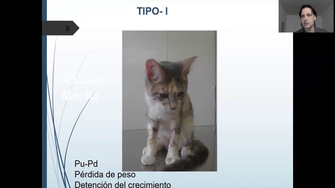 Diabetes en Felinos. Dr. Jorge García.