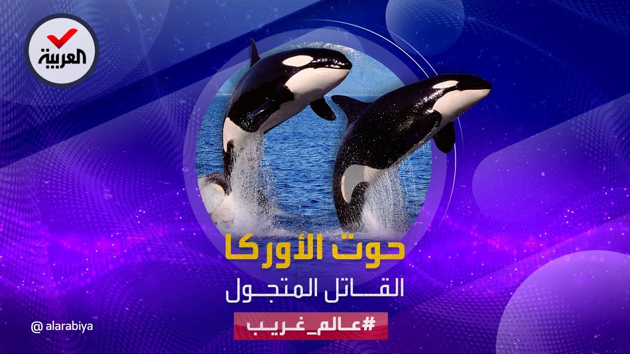 عالم غريب | حيتان الأوركا.. آلة قتل متجولة لا تهاب أي مخلوق مهما بلغ حجمه