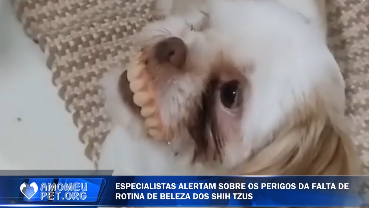 Desmascaramos os cachorros da raça shih-tzu - Ninguém te contou isso 🐶 | Jornalzinho Amo Meu Pet