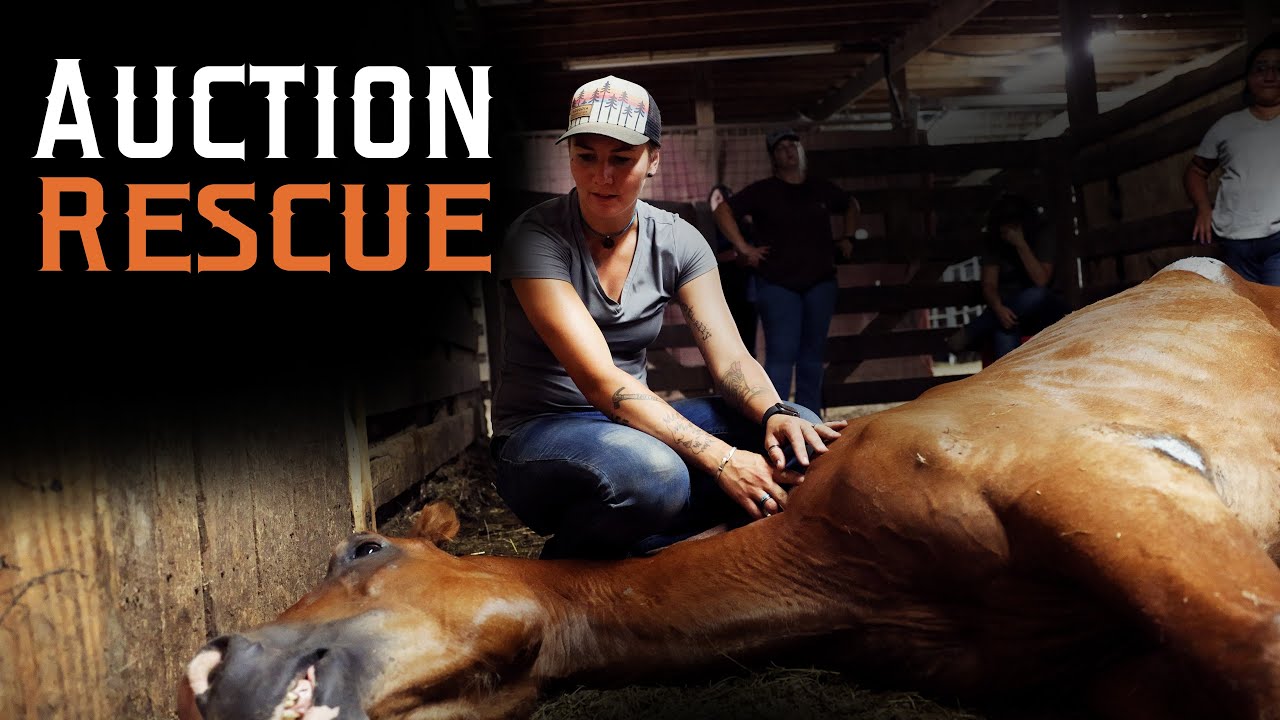 Auction Rescue - Horse Rescue Heroes | S3E7