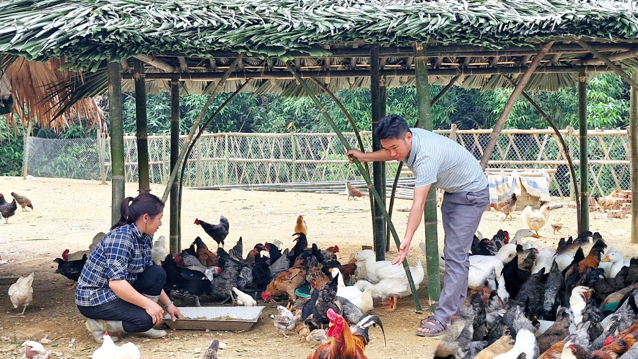 Dien helped Thuong finish building the bamboo roof for the chickens and ducks.