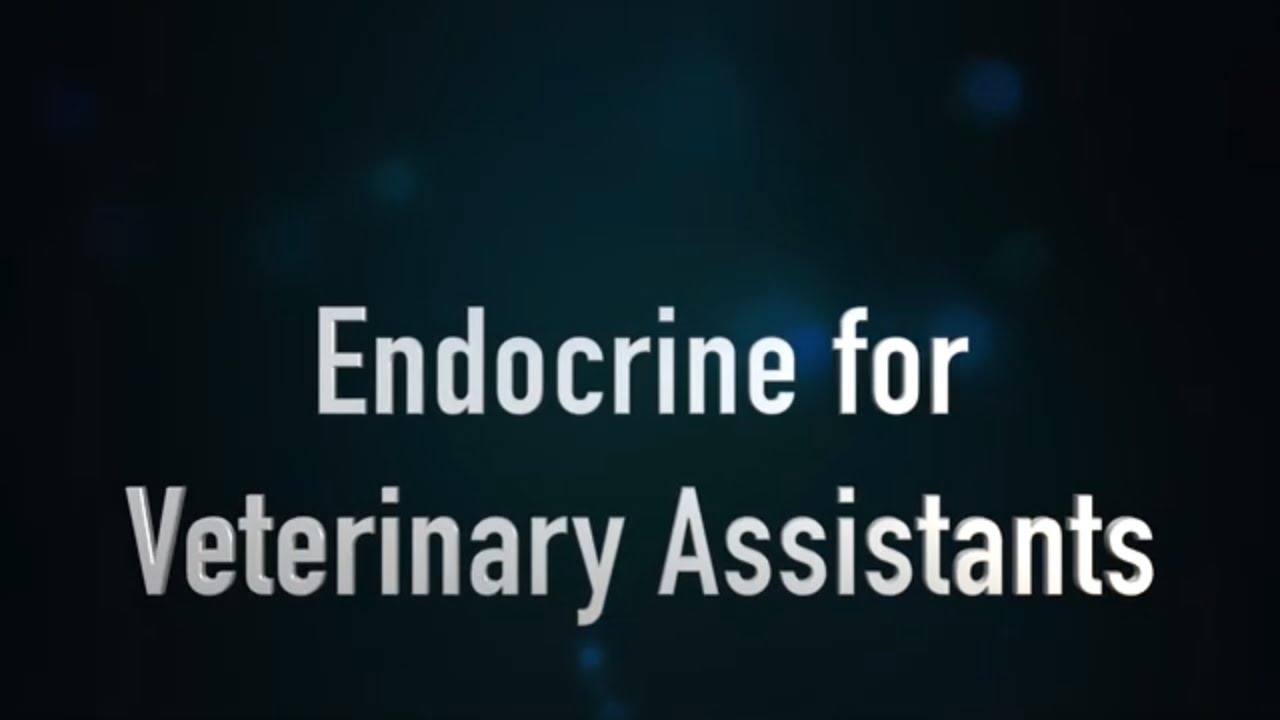Veterinary Endocrine System (VETERINARY ASSISTANT EDUCATION)
