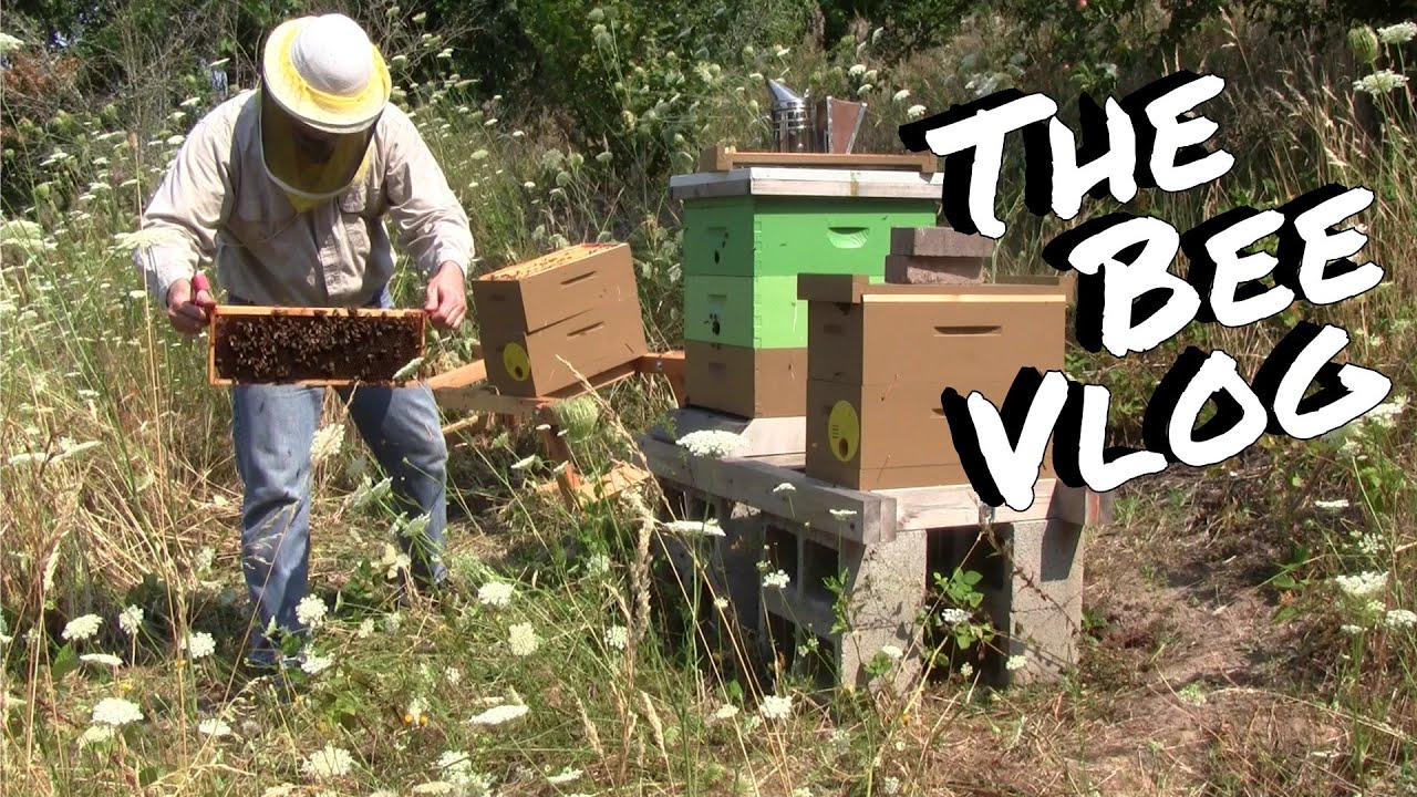Shaking out laying workers - Bee Vlog #146 - Aug 2, 2014
