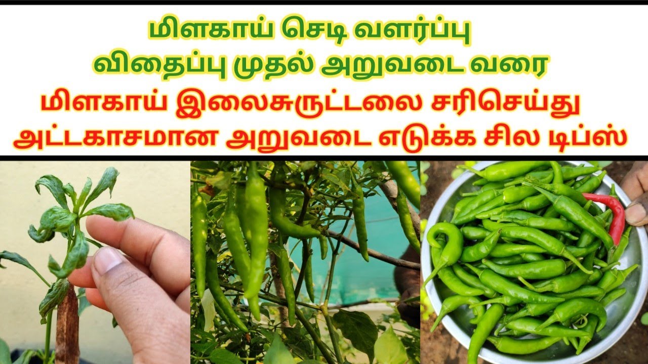 மாடி தோட்டத்தில் மிளகாய் விதைப்பு முதல் அறுவடை வரை|Chilli Seed To Harvest@MaadithottamSachu