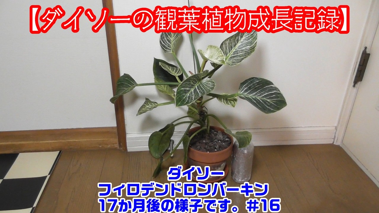 【ダイソーのフィロデンドロンバーキン観察＃16】《購入から17か月現在の成長》#観葉植物 #フィカス #フィロデンドロンバーキン #ダイソー #100均観葉植物 #家庭菜園 #園芸 #ガーデニング