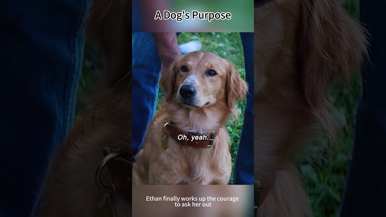 A Dog's Purpose (2017) | Bailey Thinks Kissing Means Snacks 😂🐶💋