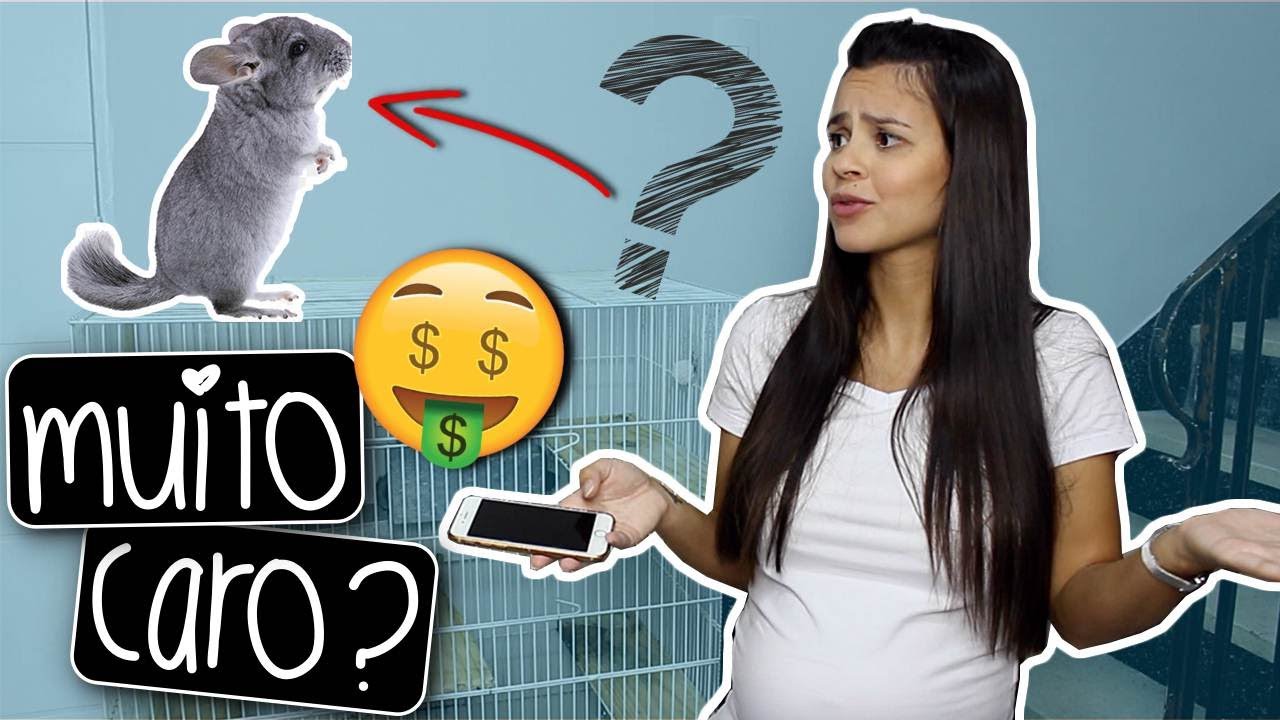 QUANTO CUSTA TER UMA CHINCHILA? - ATUALIZADO 2021 | by Carla Soares