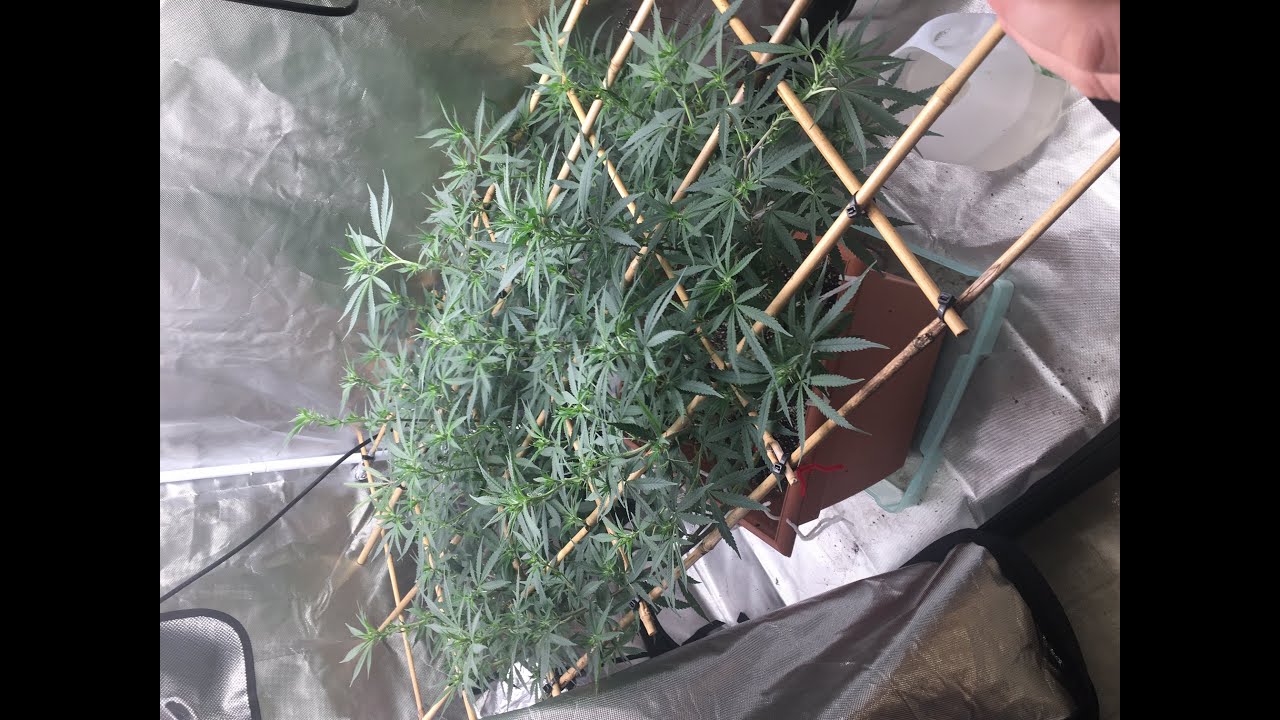 BUG PROBLEM? Growing cannabis on a budget.