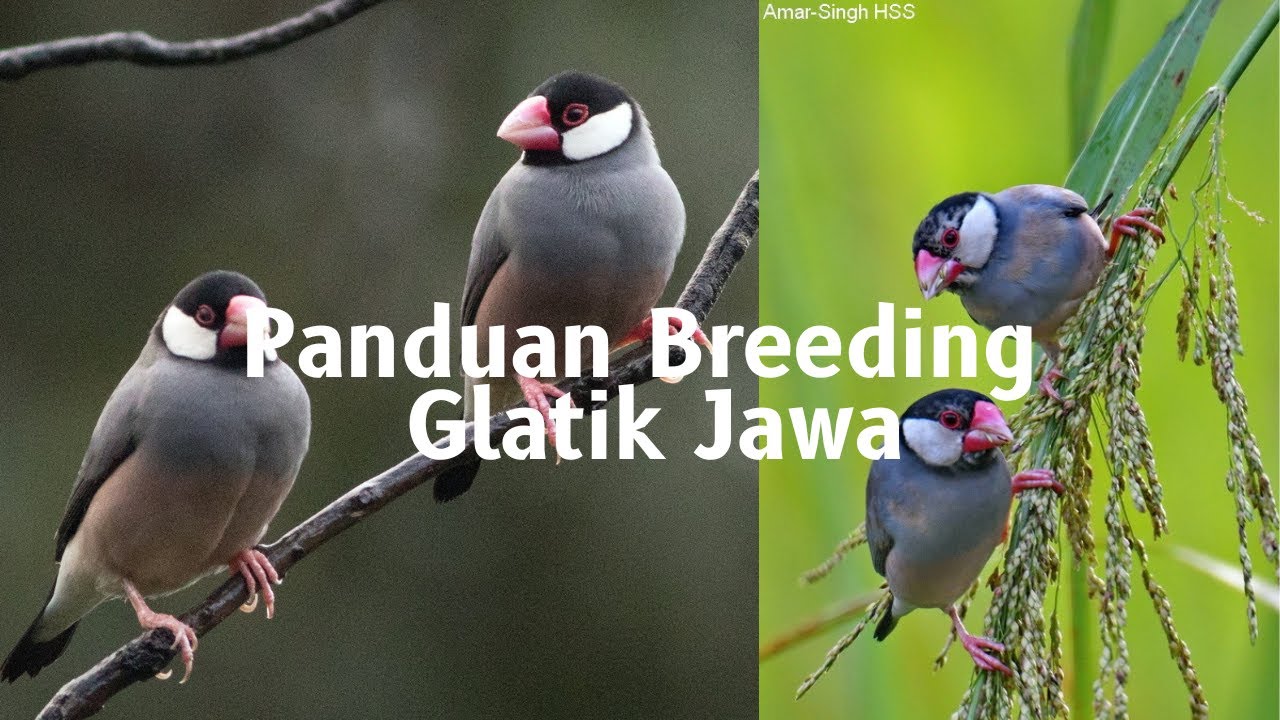 KENDALA PENANGKARAN GLATIK JAWA | TIPS & TRIK @Trisakti Bird Farm