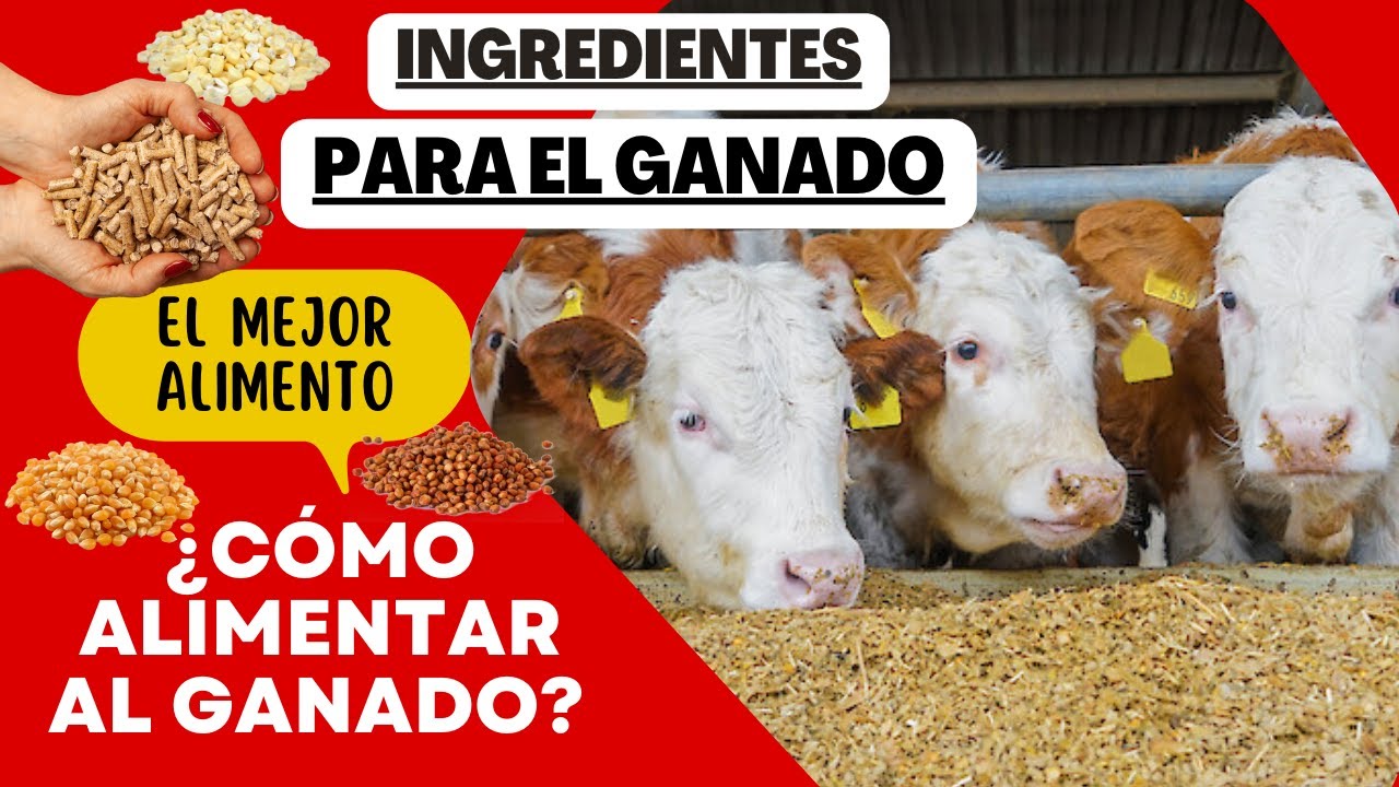 ALIMENTO PARA GANADO / ¿QUÉ INGREDIENTES NECESITO? / ¿CÓMO ALIMENTAR GANADO?