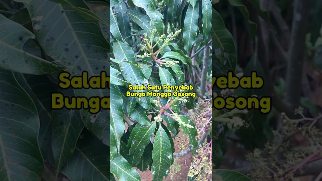 Penyebab Bunga Mangga Kering dan Rontok