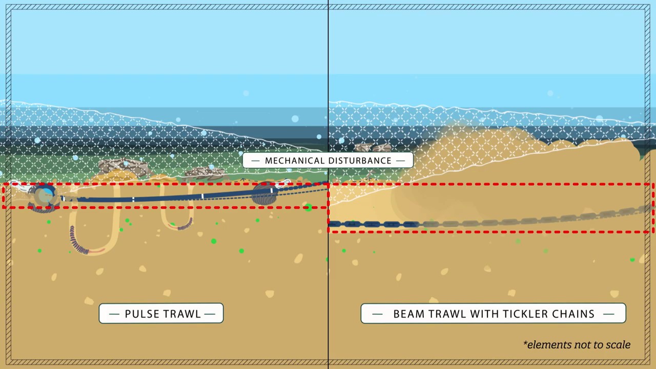 Effects of pulse fishing on the seafloor and benthos
