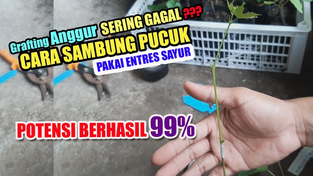 CARA SAMBUNG PUCUK ANGGUR IMPORT PAKAI ENTRES SAYUR ‼️ GAMPANG BANGET