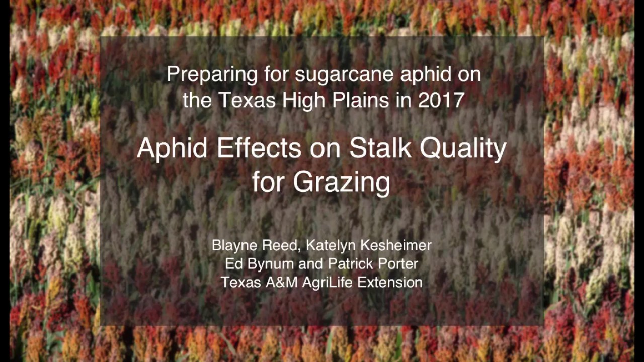 Sugarcane aphid effects on stalk quality for grazing (3:43)