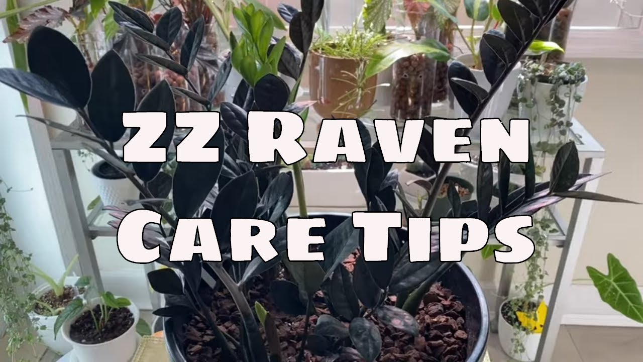 ZZ Raven House Plant Care Tips Zamioculcas Zamiifolia Raven ZZ Propagation How to Grow