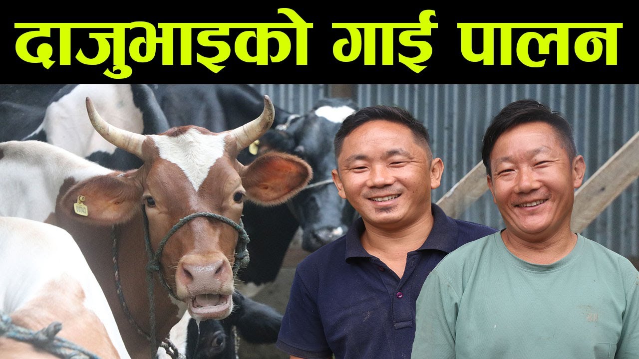 महिनामा २ लाख ५० हजारको दुध बेच्ने राई दाजुभाई ! भन्छन्, ‘बिदेशमा भन्दा नेपालमै ठिक छ’ ||kiranpaudel
