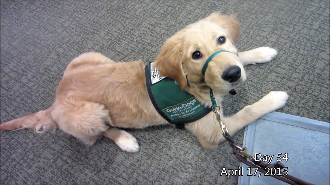 One Second a Day - GDB Guide Dog in Training (Lombard)