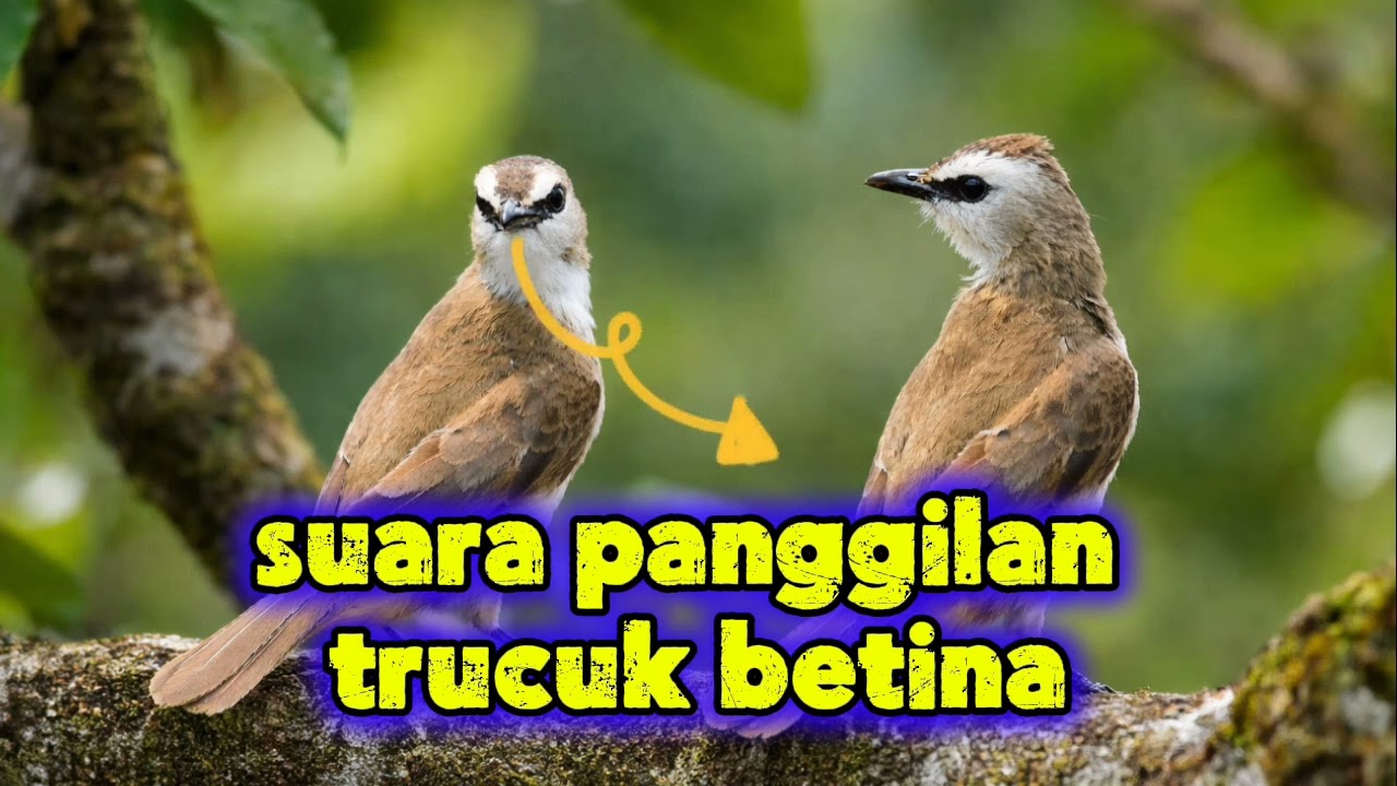 Pancingan burung trucuk.. kicau burung trucuk betina untuk ngecas trucukan jantan agar ikut bunyi