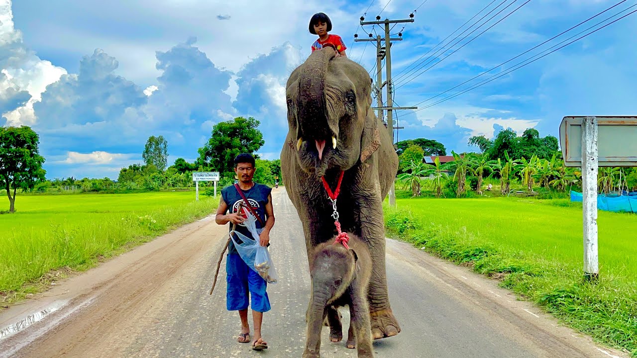 สุดยอดควาญจิ๋ว❗️ครั้งแรกของปูเป้เด็กหญิงตัวเล็กๆ❗️ควบคุมช้างแม่ลูกออกเดินบนถนน~งามตาตกใจจะพาวิ่งไหม