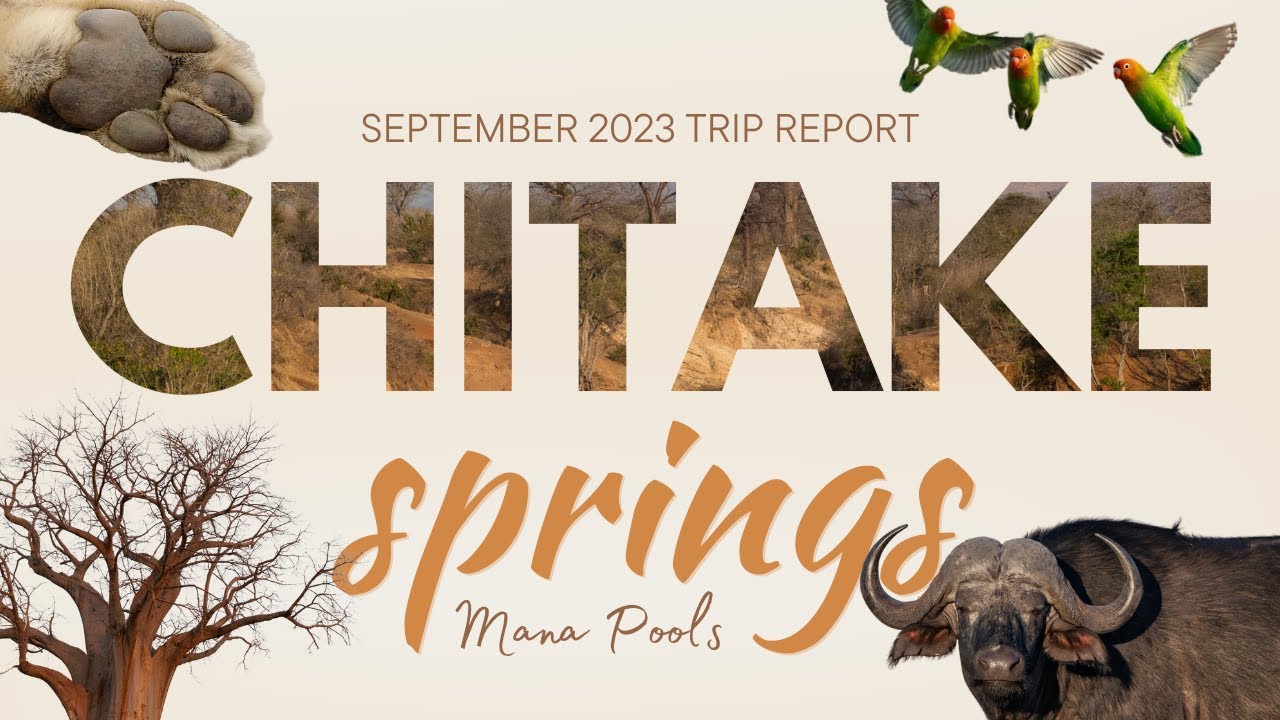 Eight nights at Chitake Springs in Mana Pools National Park | September 2023 Trip Report