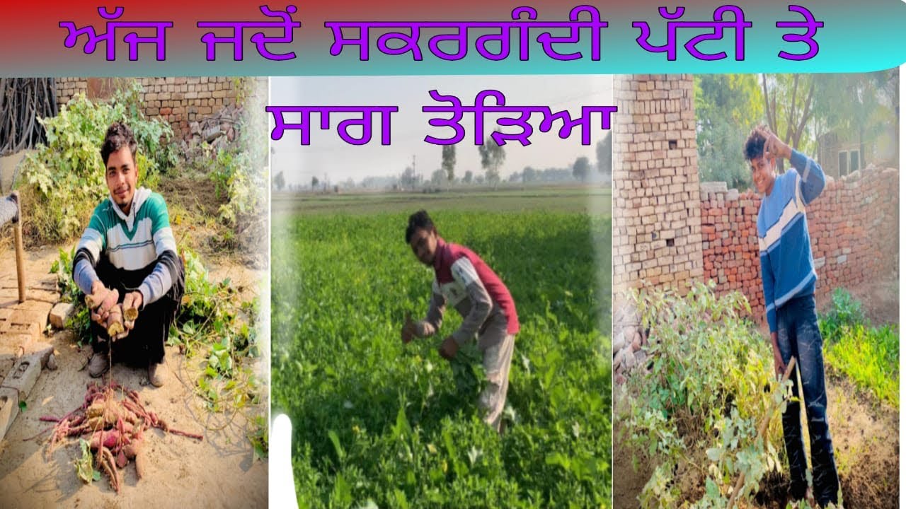 ਅੱਜ ਜਦੋਂ ਸਕਰਗੰਦੀ ਪੱਟੀ ਤੇ ਸਾਗ ਤੋੜਿਆ || MFLIX-56