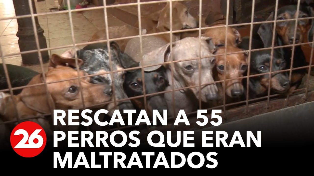Rescatan a 55 perros que eran maltratados