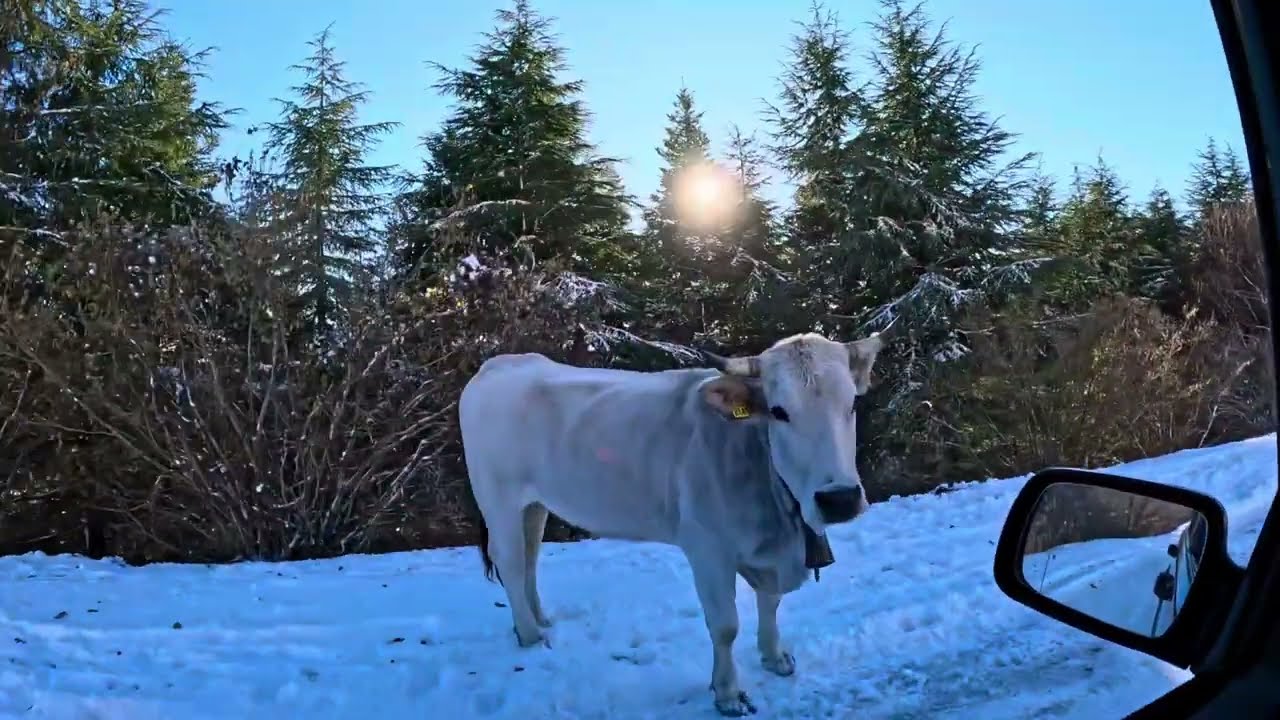 JEEP ZJ 5.9 to mount San Vicino