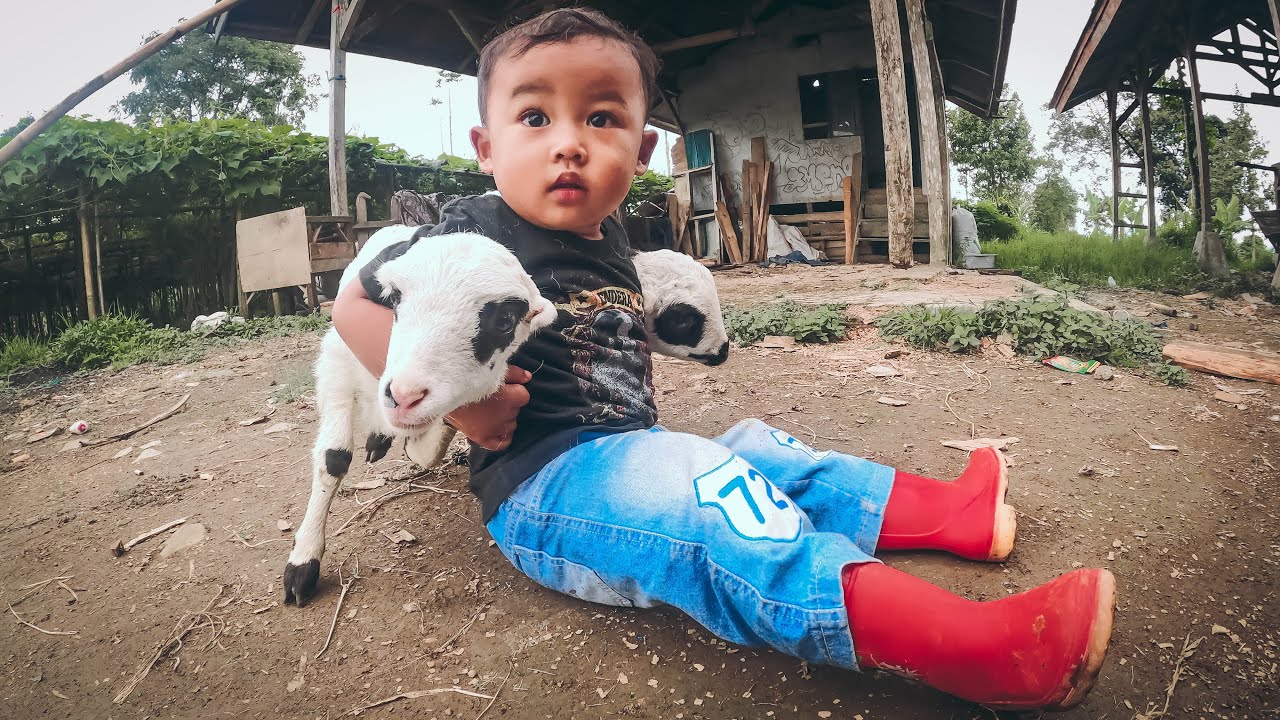 Domba Garut Di Anggap Boneka, Gemas lihatnya || Adorable With Sheep