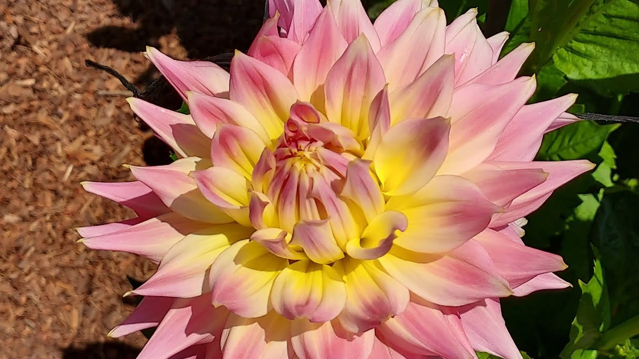 Dahlia Garden - Golden Gate Park in San Francisco #urbantrekusatips