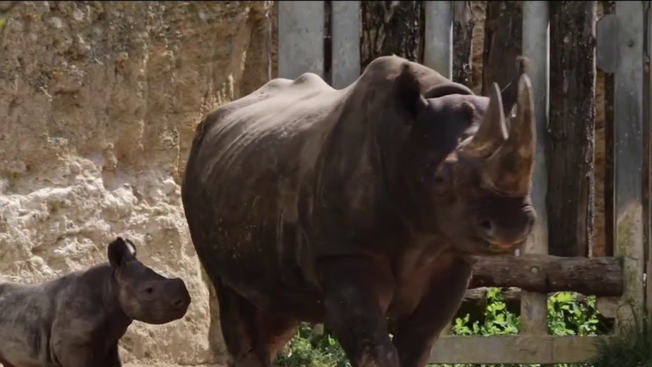 Rhinocéros noir - Une naissance exceptionnelle