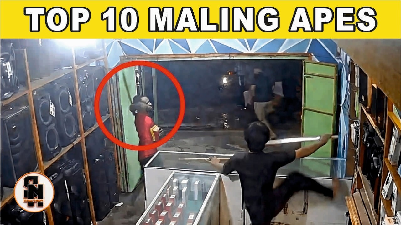 BERAKHIR TRAGIS!! 10 Maling APES Salah Pilih Lawan