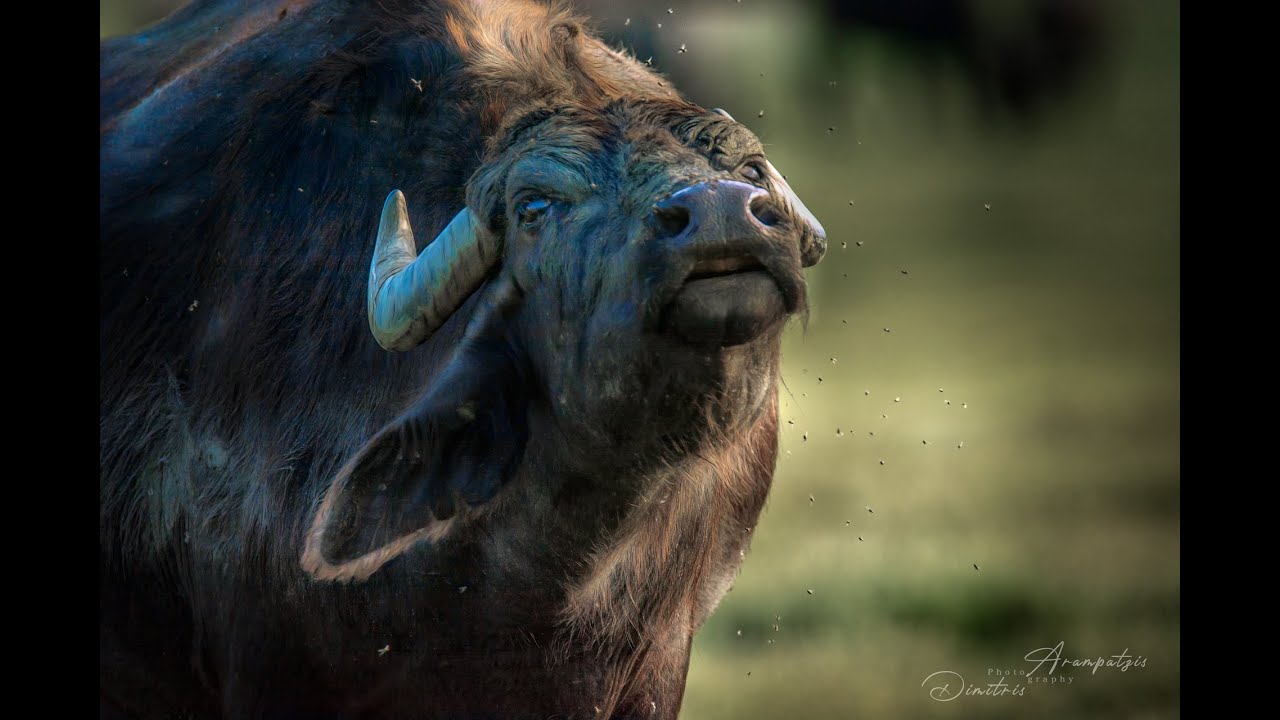 Οι νεροβούβαλοι της λίμνης Κερκίνης