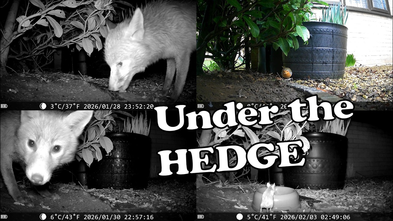 Under the Hedge 20260128 to 20260205