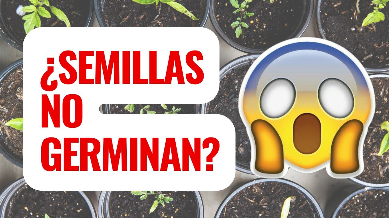 Aprende a hacer una prueba de germinación en casa.